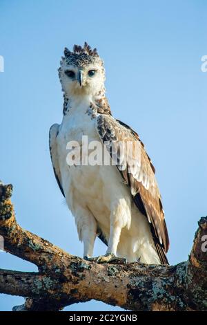 Primo piano di aquila marziale (Polemaetus bellicosus) che perching sul ramo, Serengeti, Tanzania, Africa Foto Stock