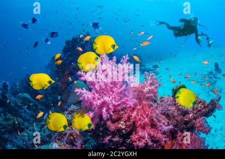 Pesce farfalla d'oro [Chaetodon semilarvatus], nuotando sulla barriera corallina con un sub in background. Egitto, Mar Rosso. Foto Stock