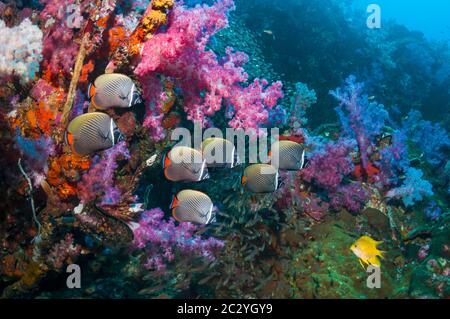 Pesce farfalla Redcoda [Chaetodon collare] nuotare sopra coralli morbidi sulla barriera corallina. Mare delle Andamane, Thailandia. Foto Stock