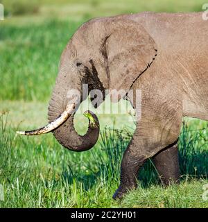 Primo piano di elefante africano (Loxodonta africana) mentre si mangia, Ngorongoro Conservation Area, Tanzania, Africa Foto Stock