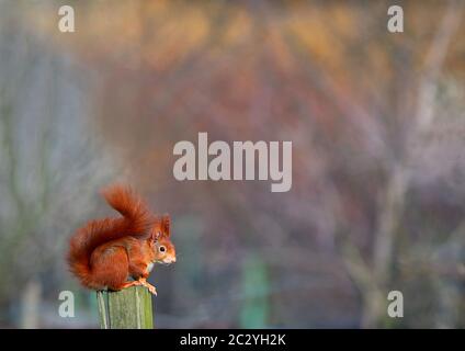 Scoiattolo Sciurus vulgaris squat su palo di recinzione Foto Stock