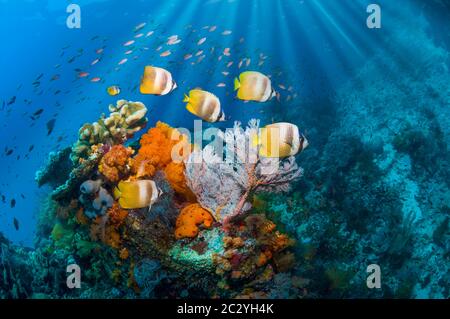 Paesaggio di barriera corallina con il pesce farfalla di Klein [Chaetodon kleinii] che nuotano oltre coralli morbidi. Indonesia. Foto Stock