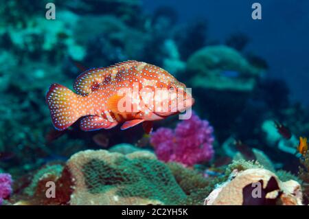 Cephalopholis miniata (Cephalopholis miniata) sulla barriera corallina. Mare delle Andamane, Thailandia. Foto Stock