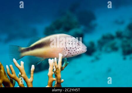 Pesce falco fritto (Paracirrhites forsteri) arroccato su corallo ramificato (millepora dicotoma). Egitto, Mar Rosso. Foto Stock