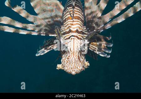 Leone comune o del diavolo firefish (Pterois miglia). Spesso confuso con il leone rosso (pterois volitans). Mar Rosso endemica. Egitto, Mar Rosso. Foto Stock