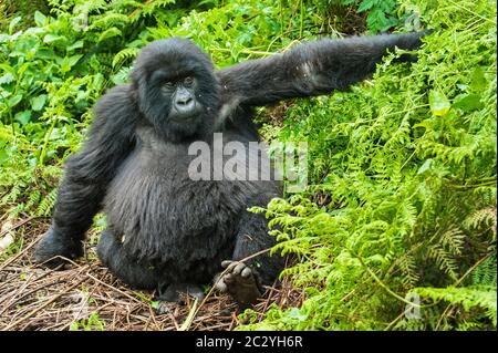 Primo piano ritratto di gorilla di montagna (Gorilla beringei beringei), Ruanda, Africa Foto Stock