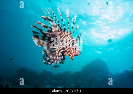 Leone comune o del diavolo firefish (Pterois miglia). Spesso confuso con il leone rosso (pterois volitans). Mar Rosso endemica. Egitto, Mar Rosso. Foto Stock