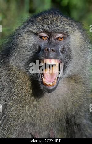 Ritratto di babbuino d'oliva (Papio anubis) denti da barare, Parco Nazionale del Lago Manyara, Tanzania, Africa Foto Stock