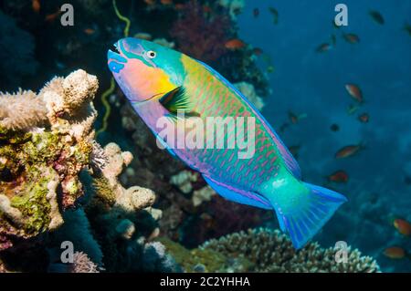 Pesce parrotico arrugginito (Scarus ferrugineus). Mar Rosso. Foto Stock