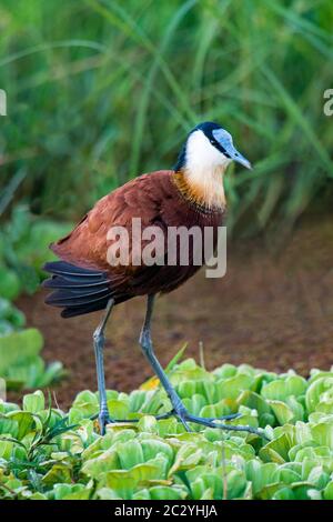 African jacana (Actophilornis africanus) in piedi sulla cima di piante verdi, Parco Nazionale del Lago Manyara, Tanzania, Africa Foto Stock