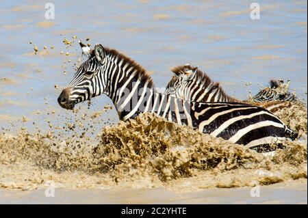 Burchells zebre (Equus quagga burchellii) che attraversa il fiume nella zona di conservazione di Ngorongoro, Tanzania, Africa Foto Stock