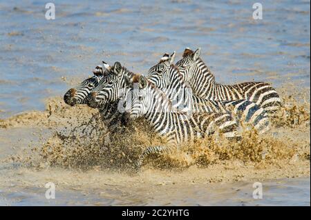 Burchells zebre (Equus quagga burchellii) che attraversa il fiume nella zona di conservazione di Ngorongoro, Tanzania, Africa Foto Stock