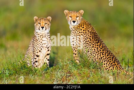 Ritratto di due ghepardi (Achinonyx jubatus) seduti sull'erba, Area di conservazione di Ngorongoro, Tanzania, Africa Foto Stock