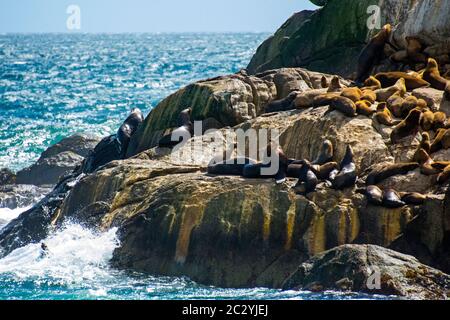 Colonia del Sud Americana dei leoni di mare (Otaria flavescens) poggiante su rocce costiere, Patagonia, Cile, Sud America Foto Stock