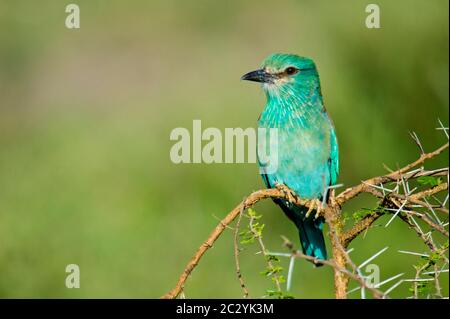 Ritratto di rullo europeo (Coracias garrulus) che percorre sul ramo spinoso, Area di conservazione di Ngorongoro, Tanzania, Africa Foto Stock