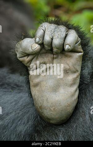 Primo piano di gorilla di montagna (Gorilla beringei beringei) piede, Ruanda, Africa Foto Stock