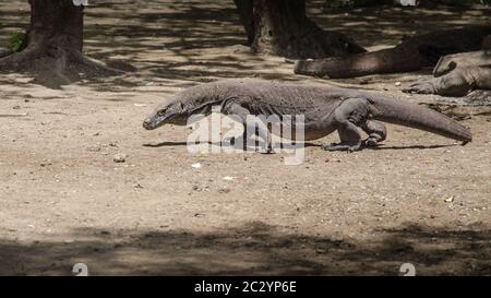 La maggior parte dei draghi reali nel loro habitat naturale sull'isola di Komodo Foto Stock