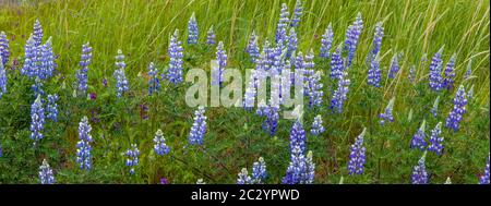 Primo piano di fiori di lupino, Omero, Alaska, Stati Uniti Foto Stock