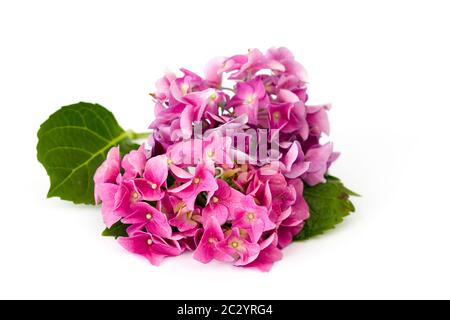 hortensia fiori, Hydrangea macrophylla su sfondo bianco Foto Stock