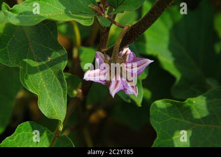 Viola margherita fiore attraverso foglie verdi Foto Stock