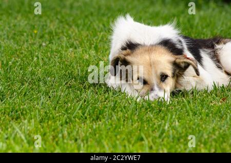 Un cane non reclamato che giace sull'erba del parco aspetta che la sua solitudine sia condivisa. Foto Stock