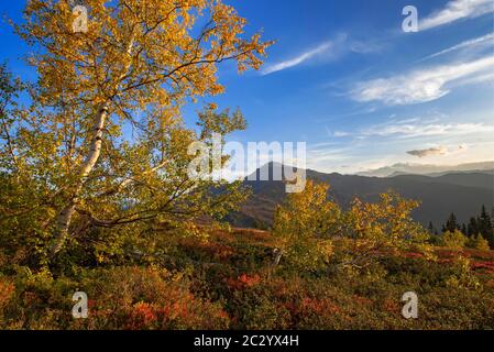 Paesaggio montano autunnale con gli uccelli Downy (Betula pubescens), sul retro il Gilfert, Tirolo, Austria Foto Stock