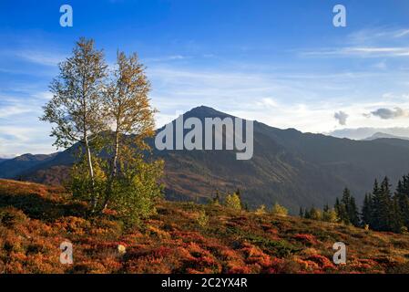 Paesaggio montano autunnale con gli uccelli Downy (Betula pubescens), sul retro il Gilfert, Tirolo, Austria Foto Stock