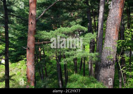 Corea del Nord. Monte Riserva della biosfera di Kumgang. Laguna Samil. Paesaggi incredibili. Pineta rossa coreana Foto Stock