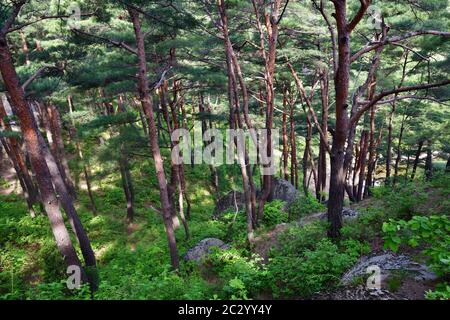 Corea del Nord. Monte Riserva della biosfera di Kumgang. Laguna Samil. Paesaggi incredibili. Pineta rossa coreana sulla riva del lago Samilpo Foto Stock