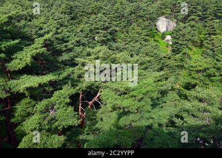 Corea del Nord. Monte Riserva della biosfera di Kumgang. Laguna Samil. Paesaggi incredibili. Pineta di rosso coreano dall'alto Foto Stock