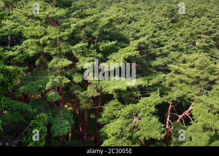 Corea del Nord. Monte Riserva della biosfera di Kumgang. Laguna Samil. Paesaggi incredibili. Vista dall'alto sulla pineta coreana rossa Foto Stock