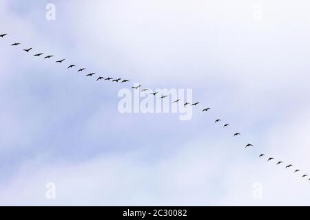 Canada Goose (Branta canadensis), gregge di uccelli in volo di formazione, Provincia del Quebec, Canada Foto Stock