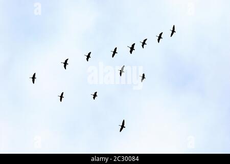 Canada Goose (Branta canadensis), gregge di uccelli in volo di formazione, Provincia del Quebec, Canada Foto Stock