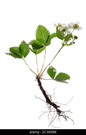 Bosco fragola (Fragaria vesca), sfondo bianco, Germania Foto Stock