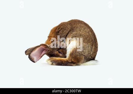 Lepre stabile, gigante tedesco (Oryctolagus cuniculus domestica), ritratto, Germania Foto Stock