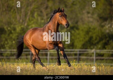 Sangue di bruno gelding ad un galoppo nel prato, Waldviertel, Austria Foto Stock