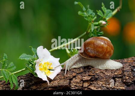 Lumaca di Borgogna (Helix pomatia), strisciando su un tronco di albero, fiore, Schleswig-Holstein, Germania Foto Stock