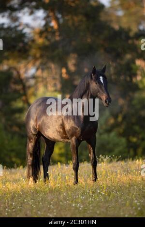 Ritratto di un mare marrone di Trakehner sul pascolo, Waldviertel, Austria Foto Stock