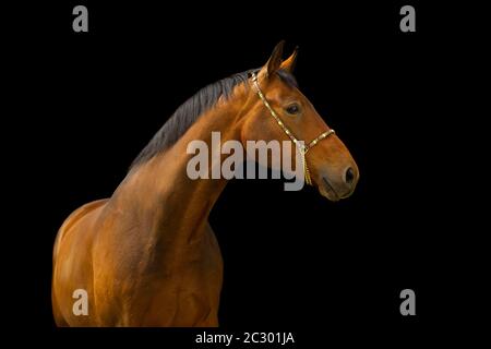 Ritratto di una baia Warmblood gelding con halter davanti a uno sfondo nero, Waldviertel, Austria Foto Stock