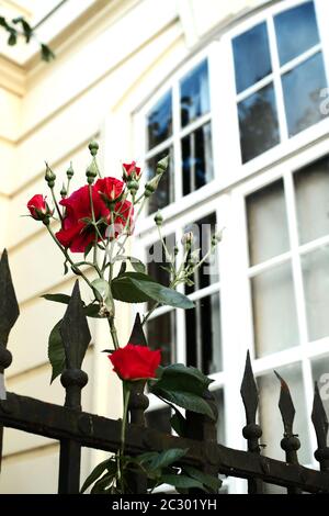 Rosa rossa fiorisce di fronte alla finestra Foto Stock