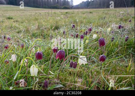 Frittillarie rosse e bianche della testa di Snake (Fritillaria meleagris) in prato con gocce di rugiada, Assia, Germania Foto Stock