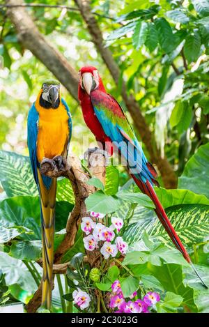 Blue and Gold Macaw o Ara Ararauna e Green Waed Macaw o Ara Chloroptera animali graziosi uccelli colorati, Bella natura fauna selvatica di una coppia di pappagalli è Foto Stock