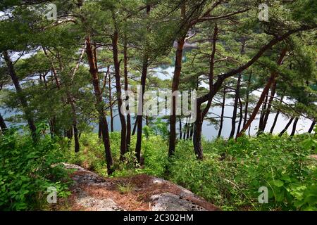 Corea del Nord. Monte Riserva della biosfera di Kumgang. Laguna Samil. Paesaggi incredibili. Pineta rossa coreana sulla riva del lago Samilpo Foto Stock