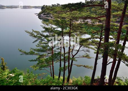 Corea del Nord. Monte Riserva della biosfera di Kumgang. Laguna Samil. Paesaggi incredibili. Pineta rossa coreana sulla riva del lago Samilpo Foto Stock