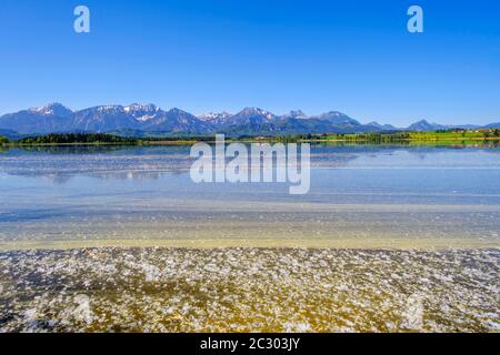 Polline di fiori e semi volanti sul lago, Hopfensee, Tannheimer Berge con Gehrenspitze, Hohe Schlicke, Brentjojch e Breitenberg, Hopfen am See Foto Stock