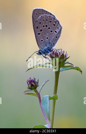 Alcon blu montagna (Phengaris rebeli) su stabilimento, Baviera, Germania Foto Stock