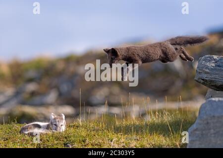 Due volpi artiche (alopex lagopus) che giocano, animali giovani, Dovrefjell, Norvegia Foto Stock