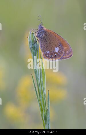 La brughiera di castagno (Coenonympha glicerion) si trova a Halm, Baviera, Germania Foto Stock