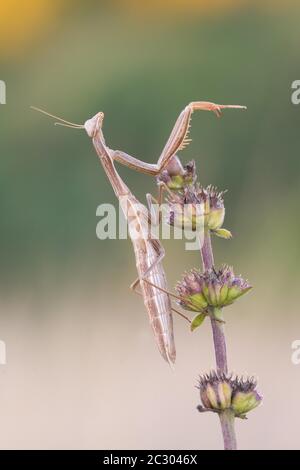 Mantis europea (Mantis religiosa) su gambi di fiori, Istria, Croazia Foto Stock