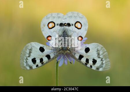 Apollo (Parnassius apollo) in posizione frettolesca, Baviera, Germania Foto Stock